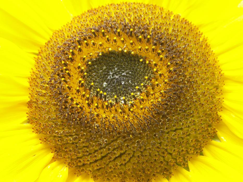 Yellow Sunflower Flower seeds free image download