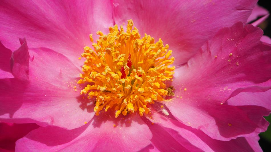 Yellow center, pink petals free image download