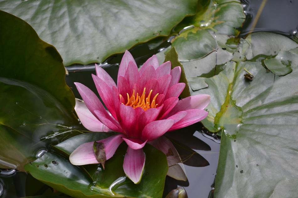 Waterlily Flower Water free image download