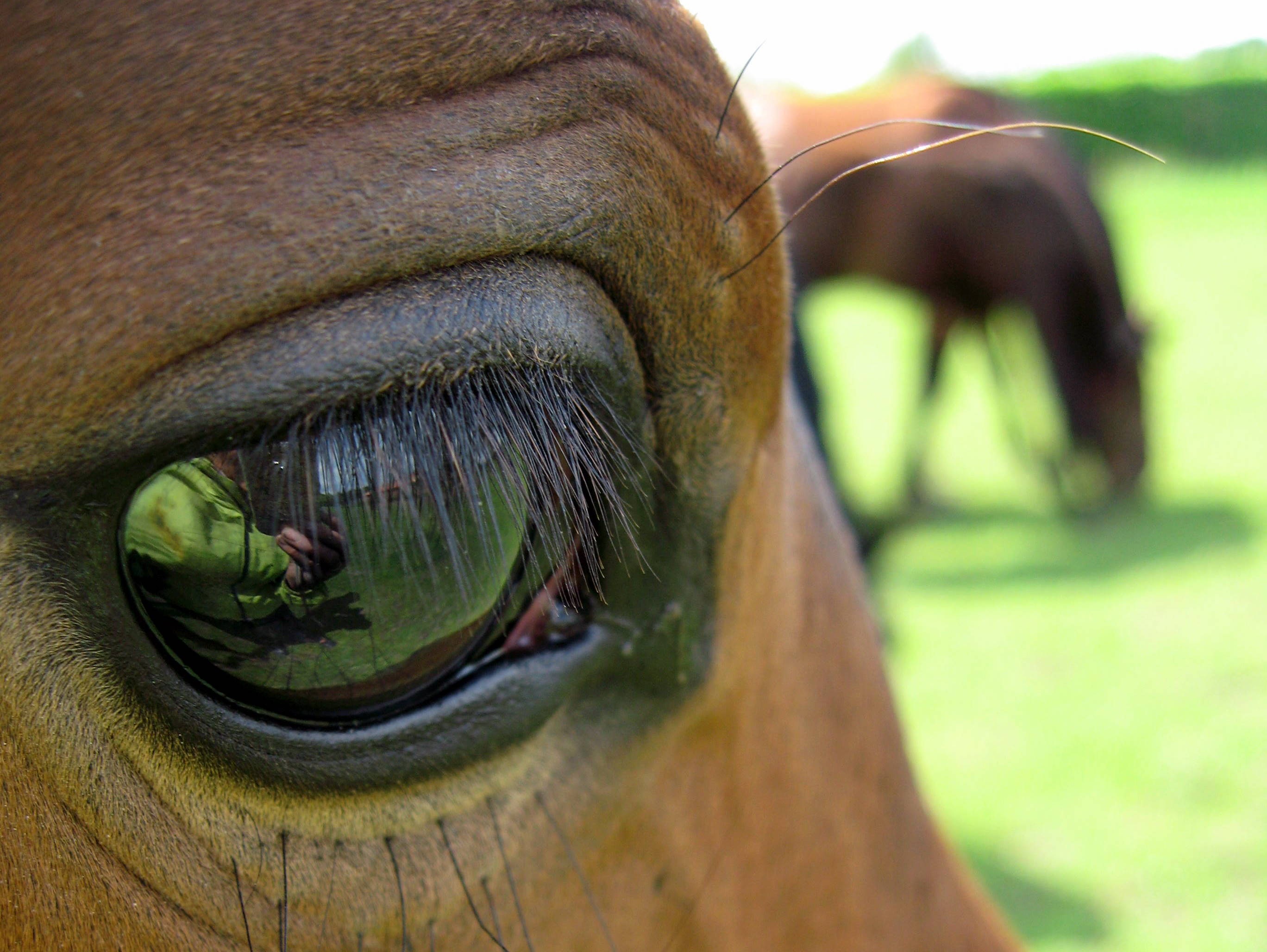 Horse Eye free image download