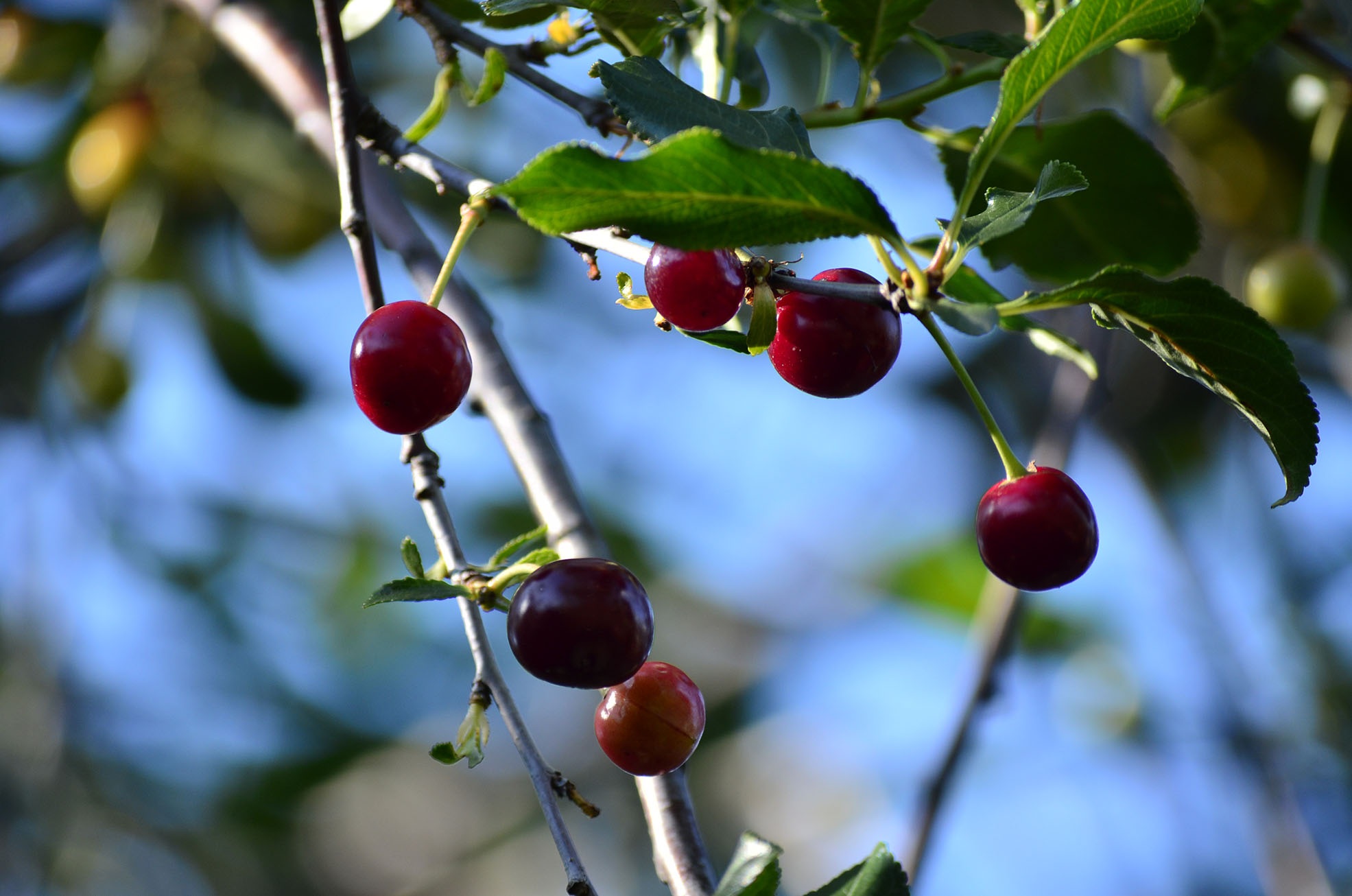 Cherry Berry Summer free image download
