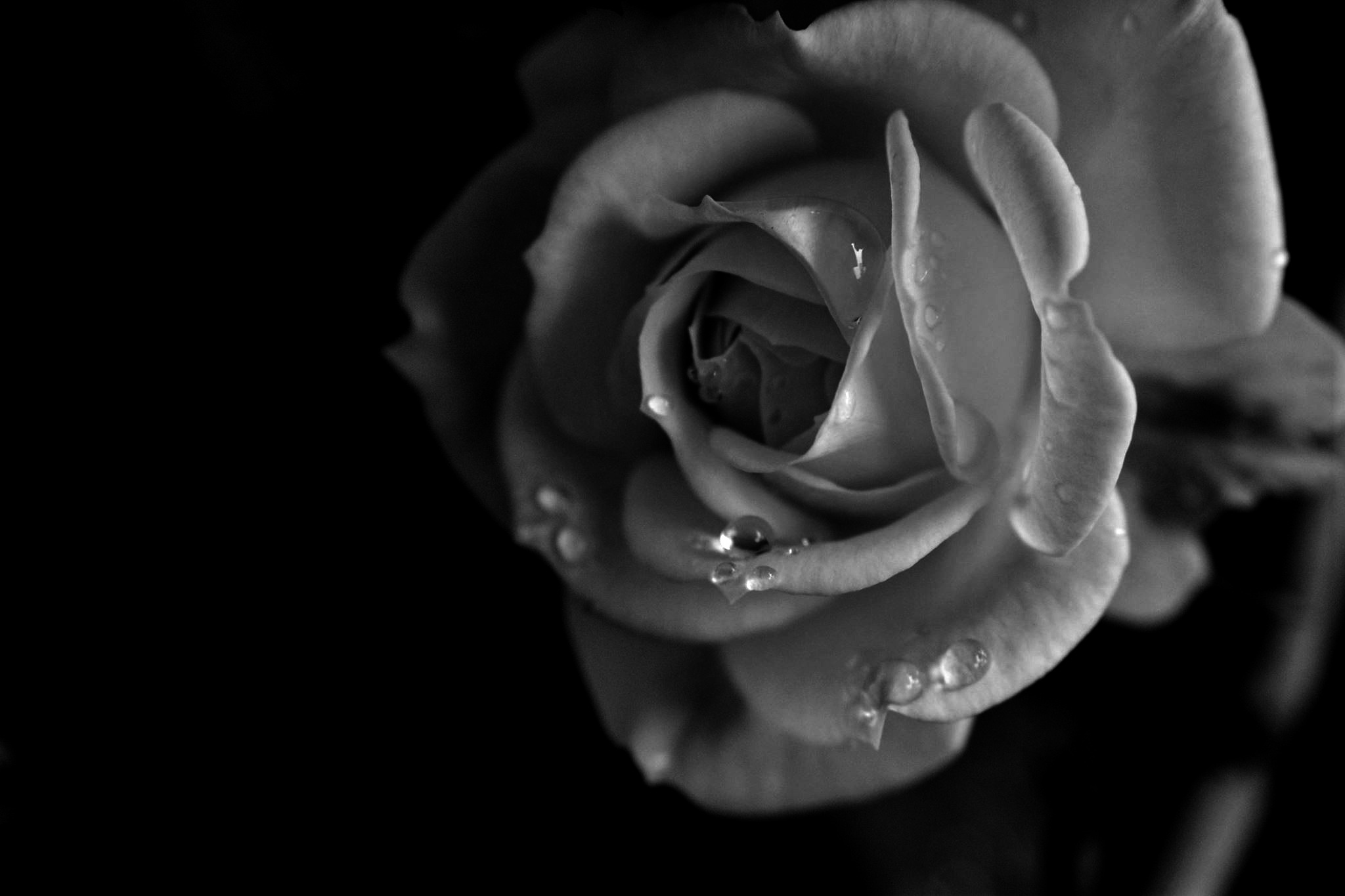 Rose Flower Black And White free image download