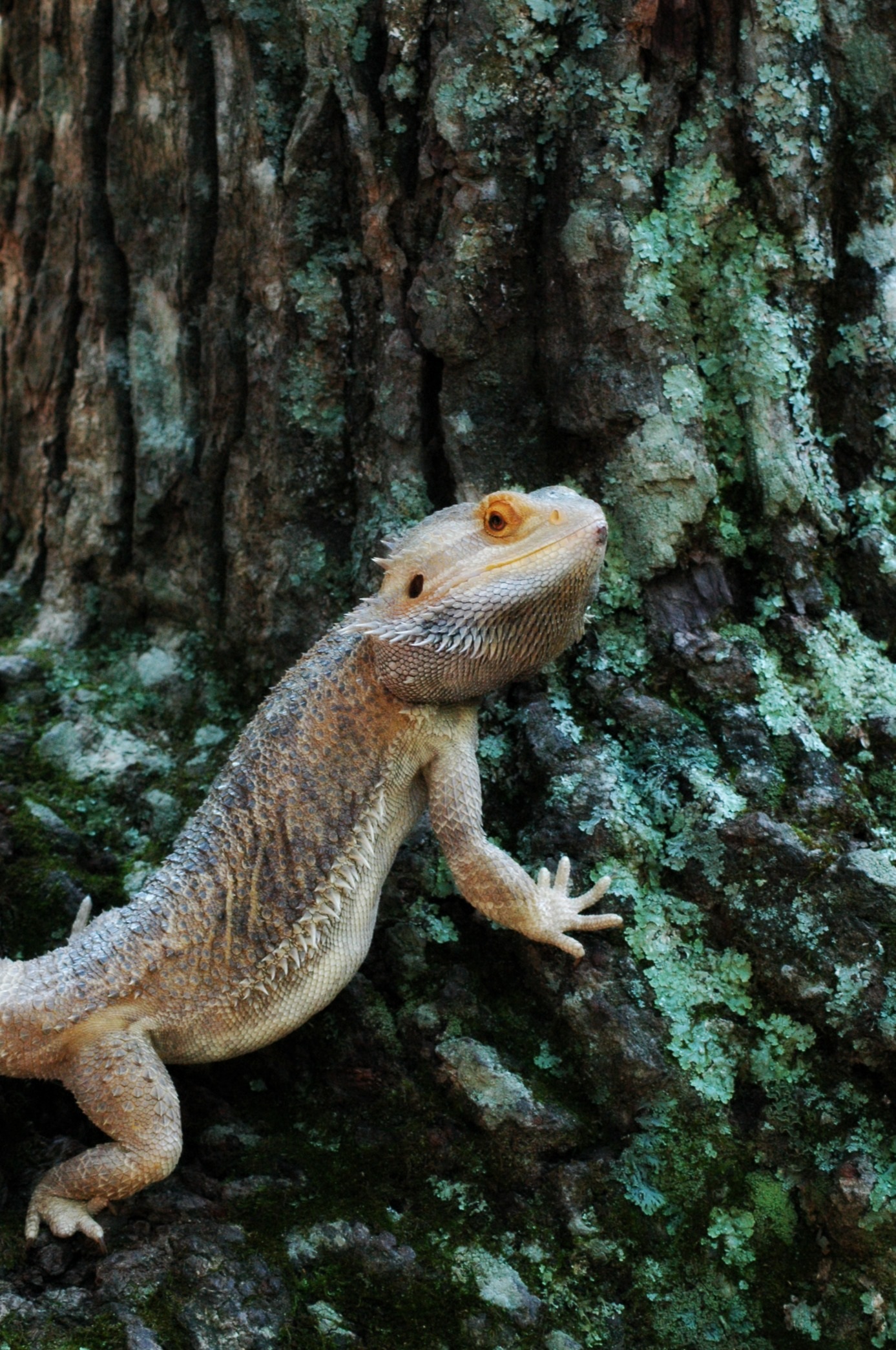 Pets Lizard Bearded free image download