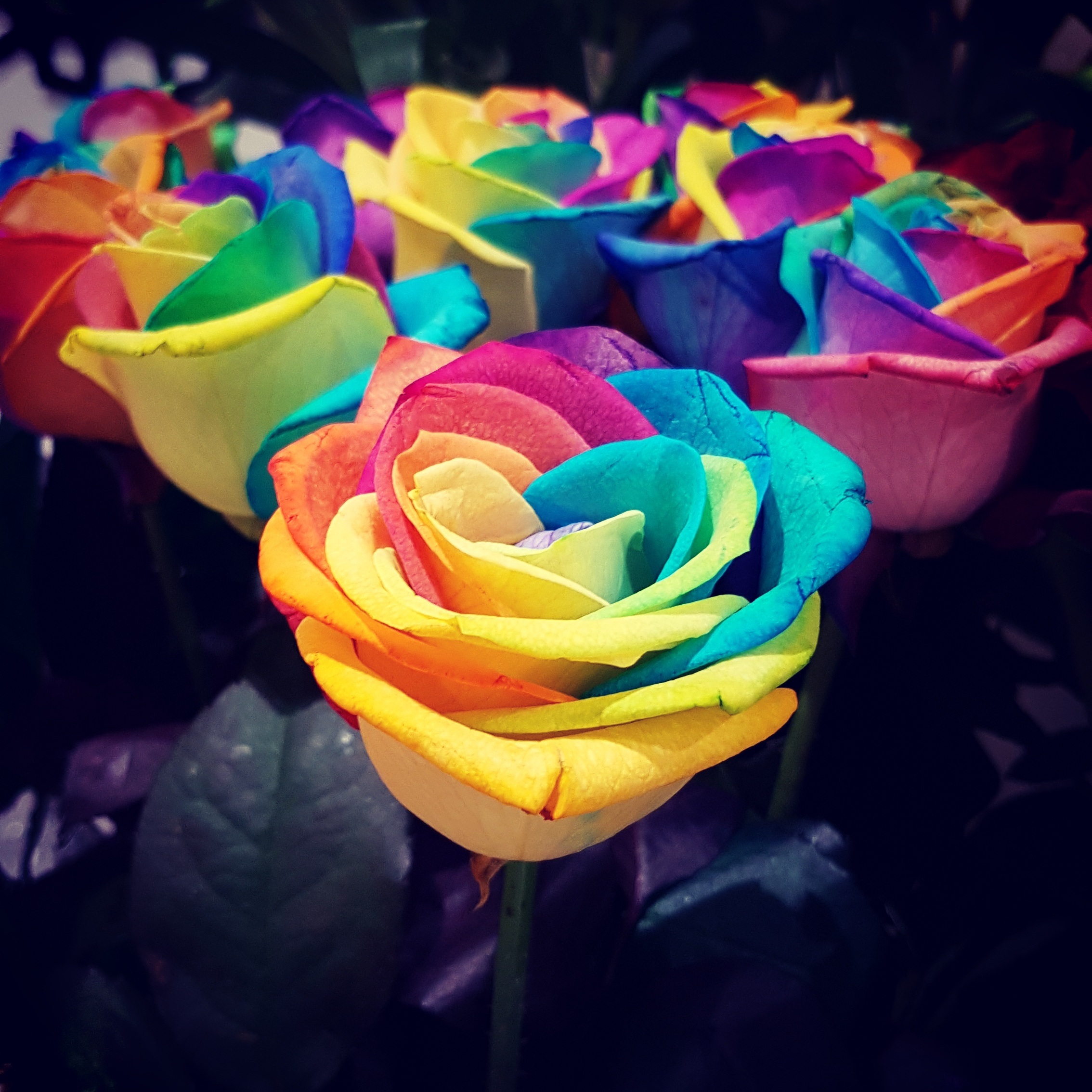 Roses Rainbow Flowers free image download