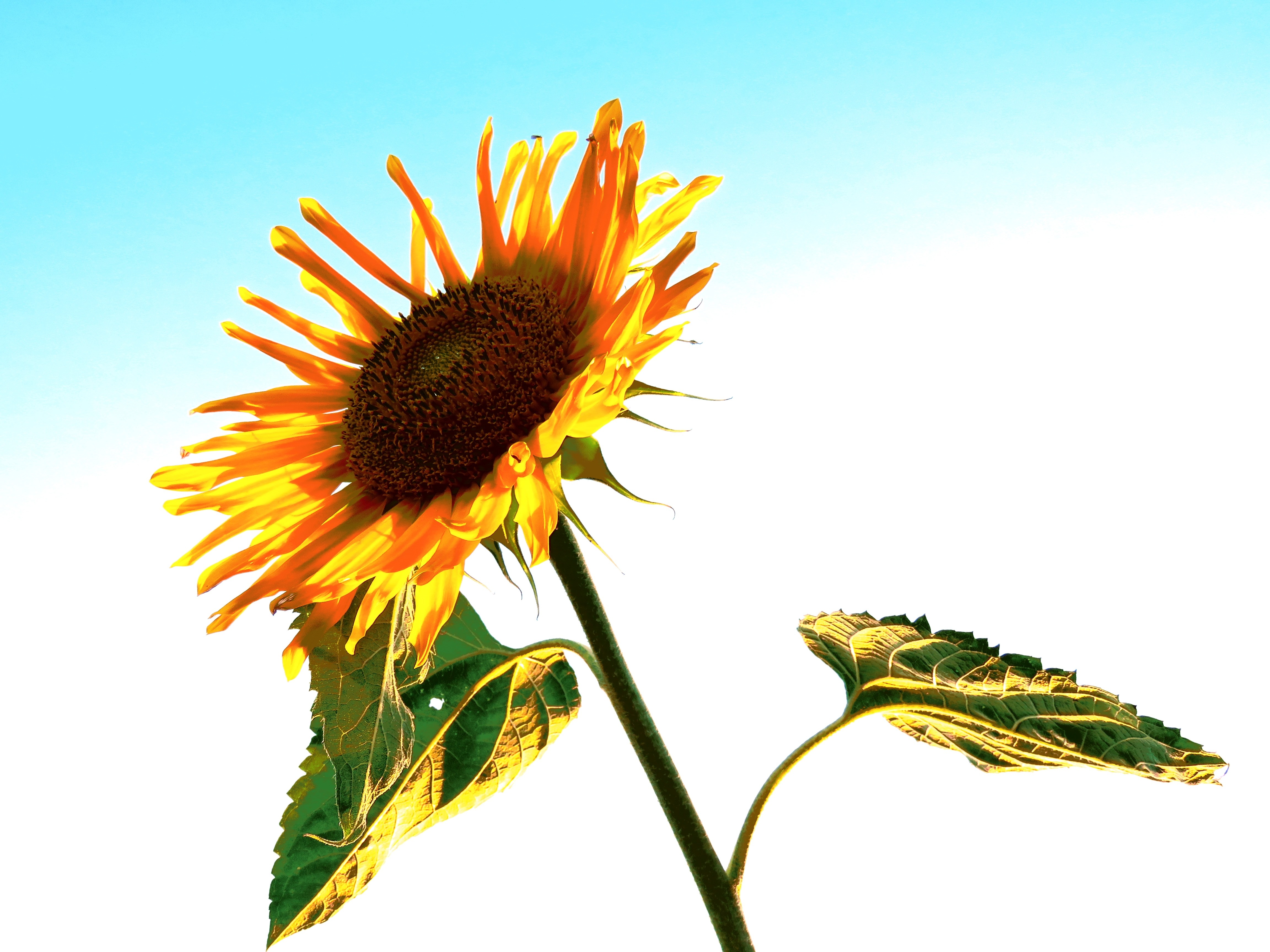Yellow Sunflower and blue Sky free image download