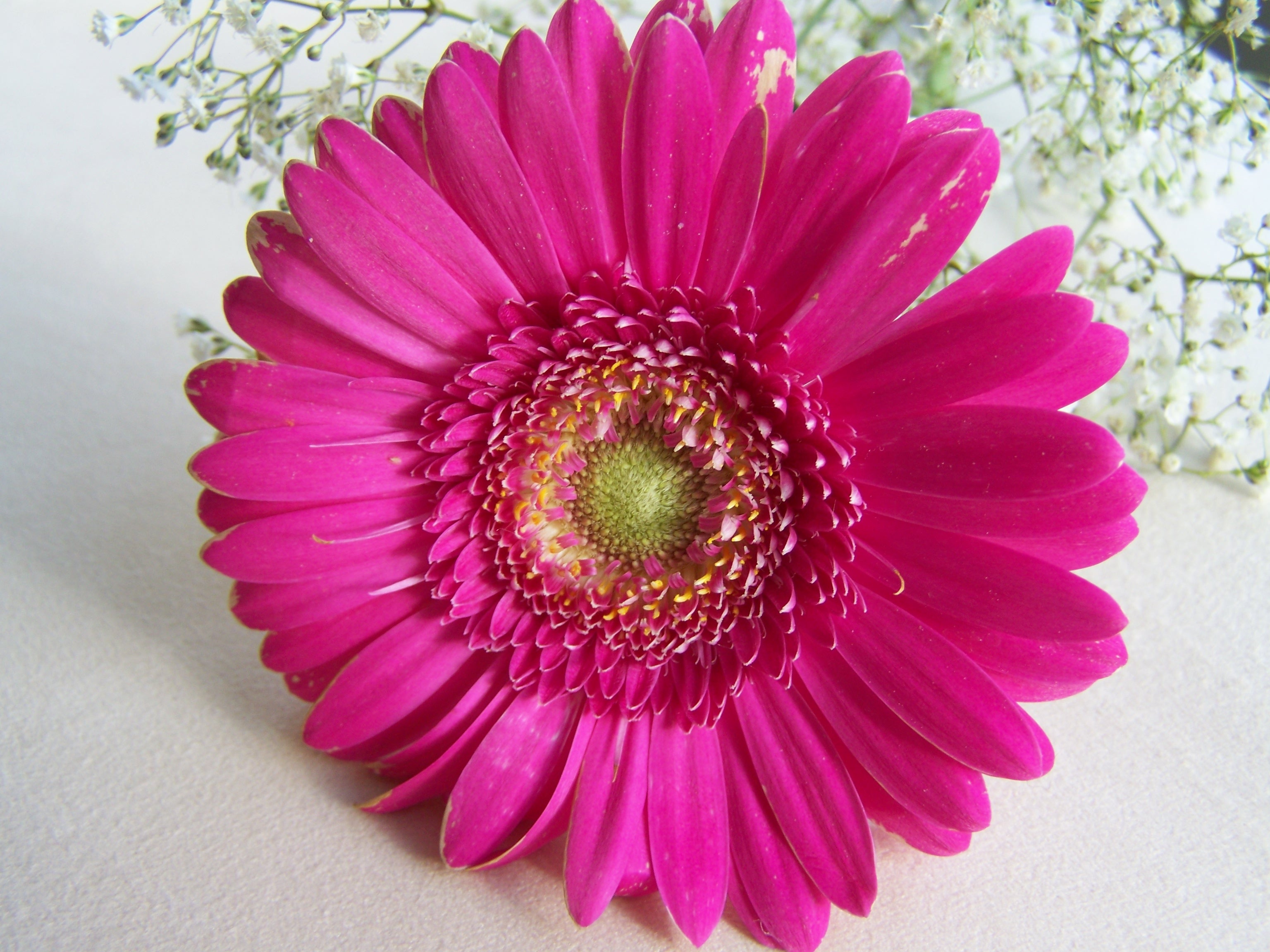 Gerbera Cut Flower free image download