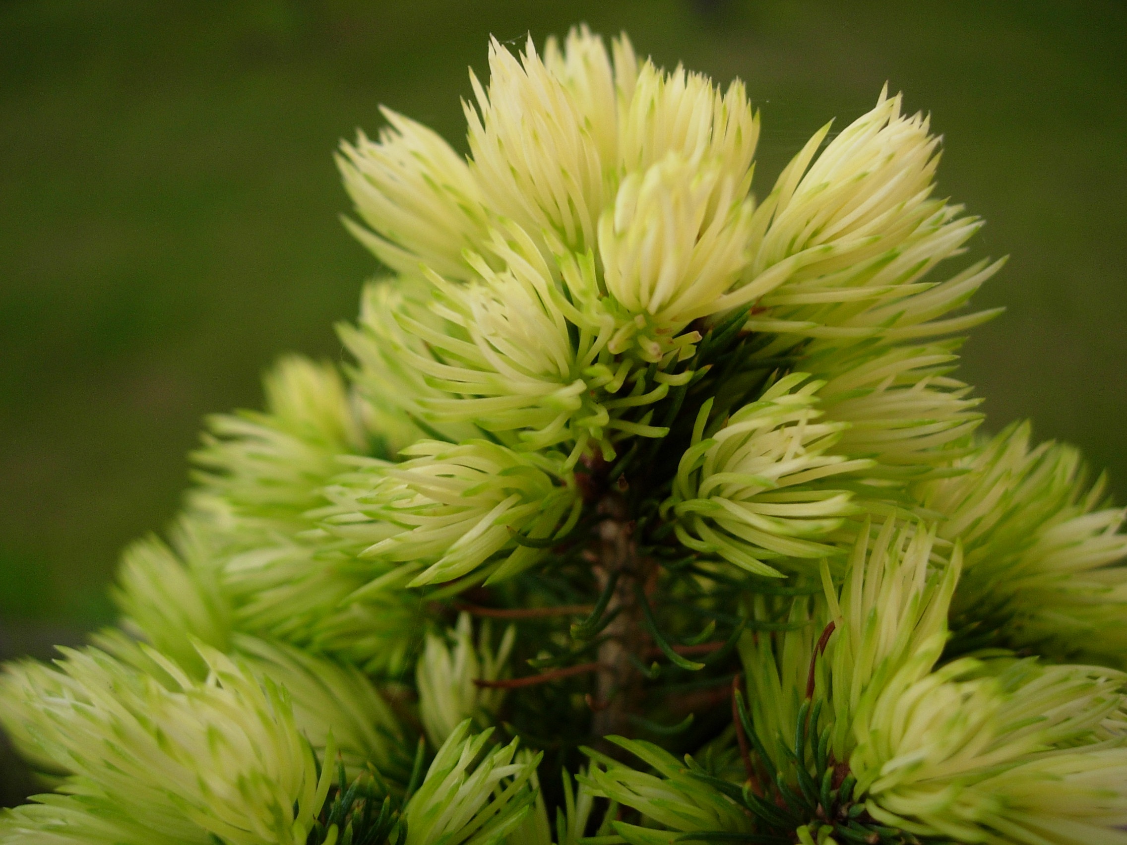 Spruce Tree Needles free image download