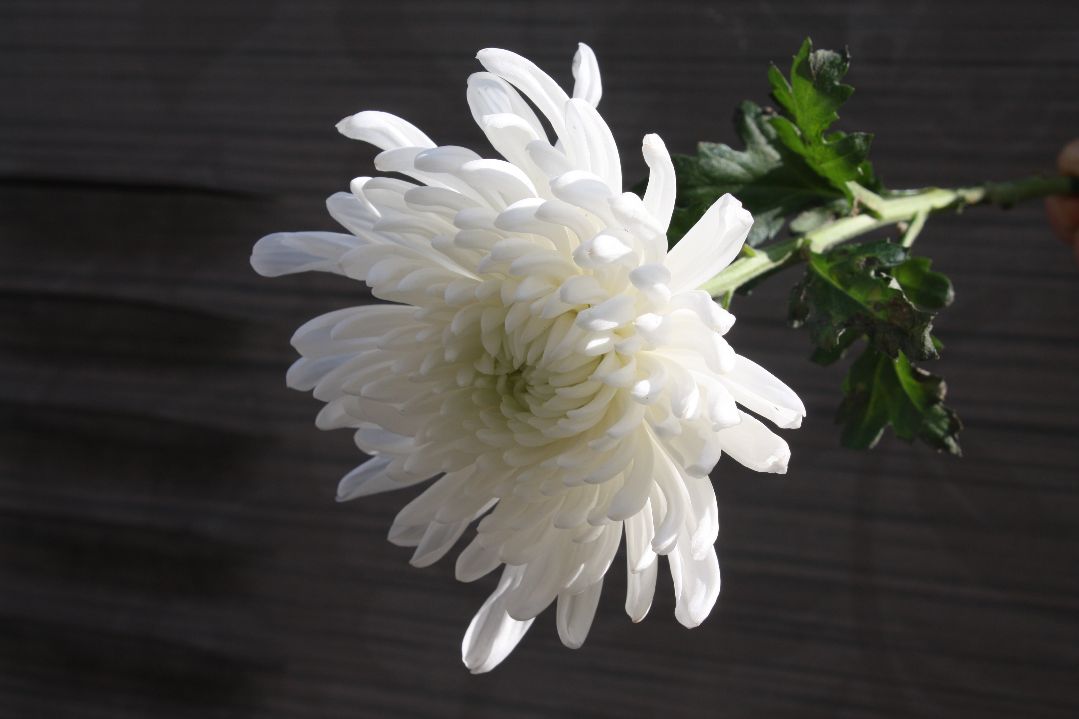Chrysanthemum Mourning Article free image download
