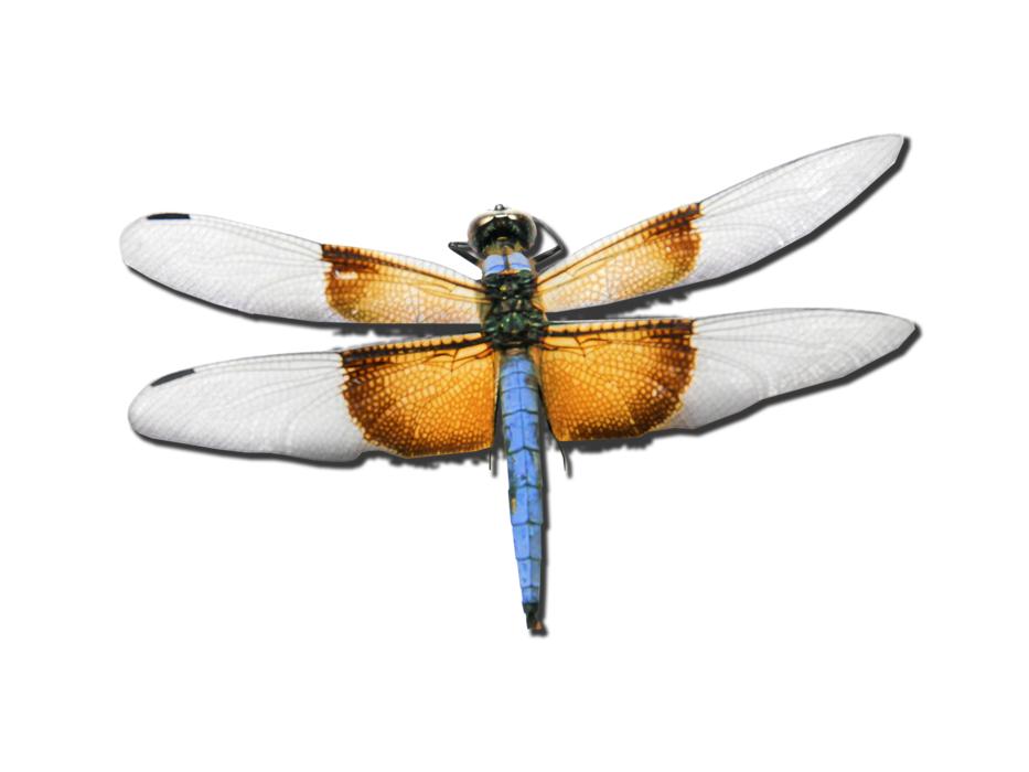 Dragonfly skimmer bug drawing free image download