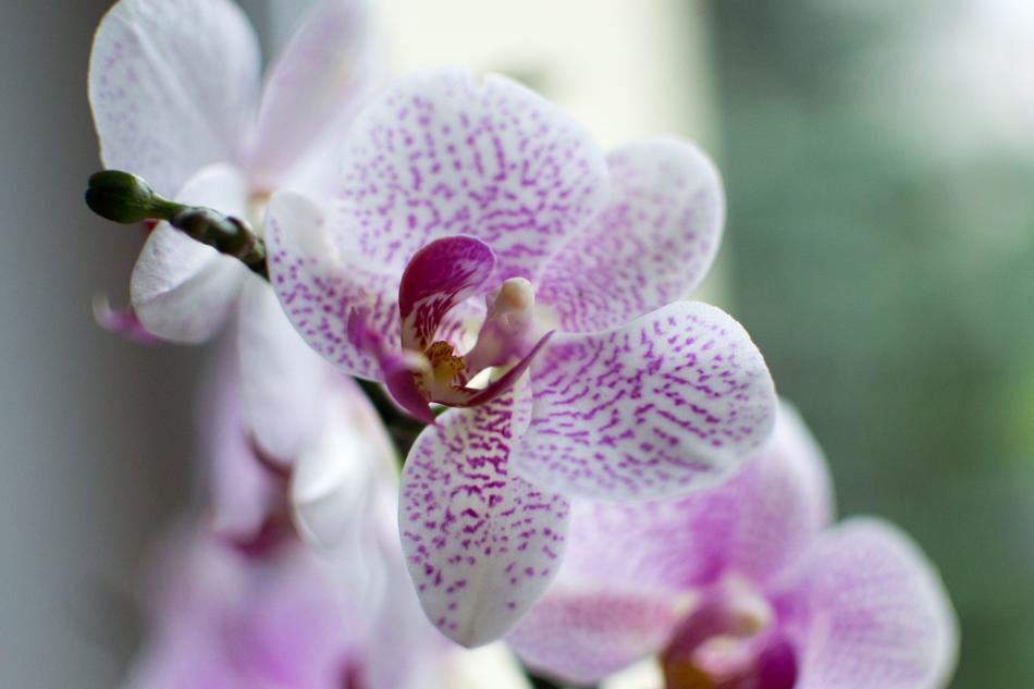 Orchid Flower free image download