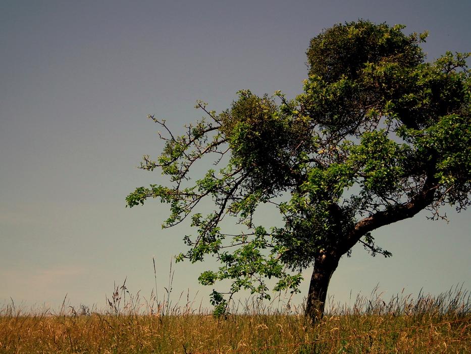 Tree Pasture Meadow Blades Of free image download