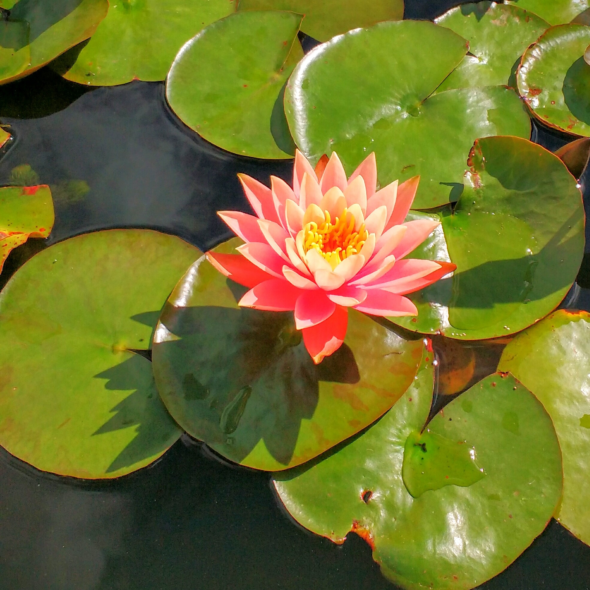 Waterlily Lily Water free image download