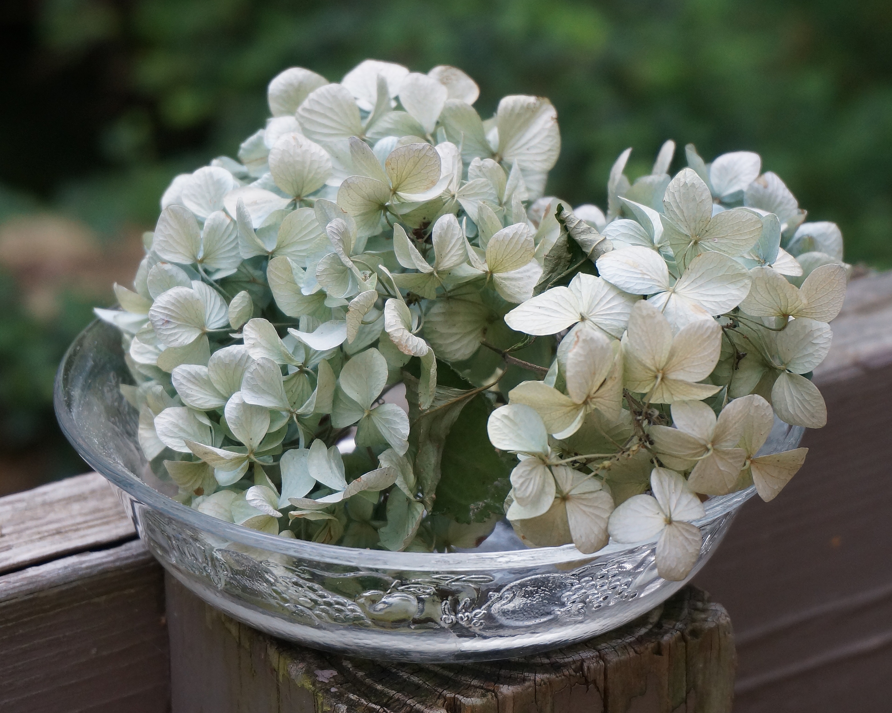 Dried Hydrangeas In Glass Bowl free image download