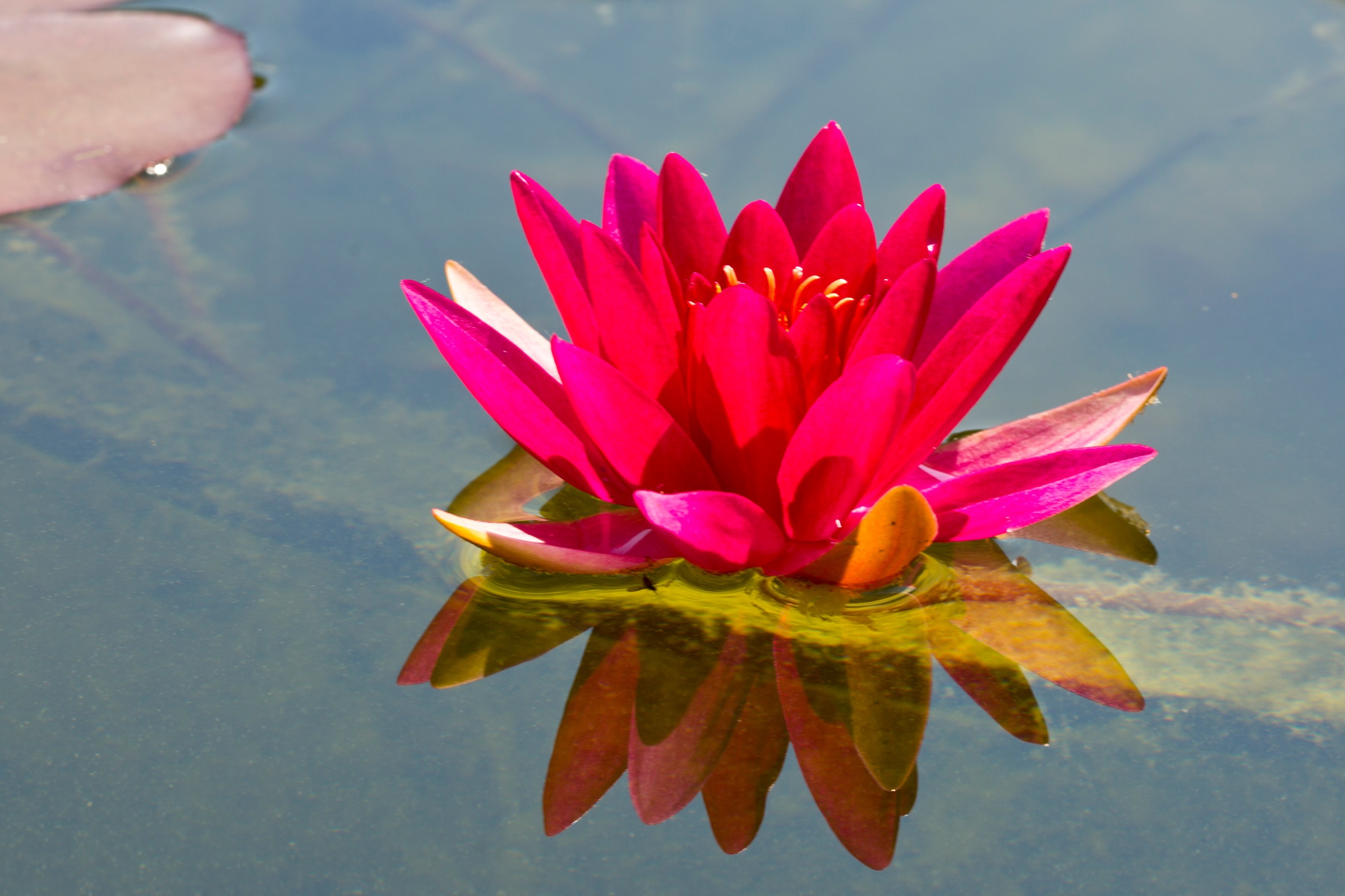 Water Lily Aquatic Plant Blossom free image download