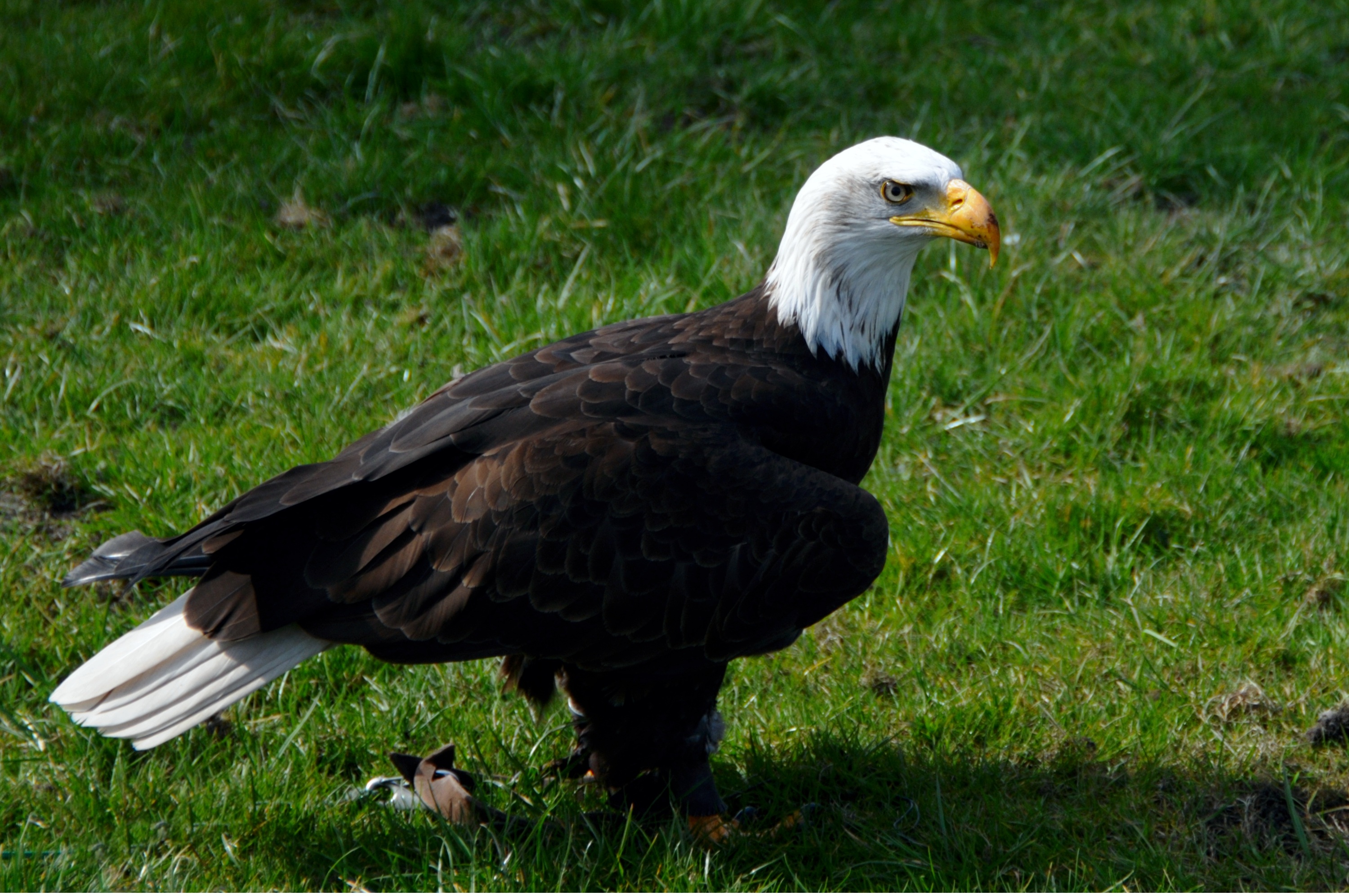 Bald eagle stands on a green lawn free image download