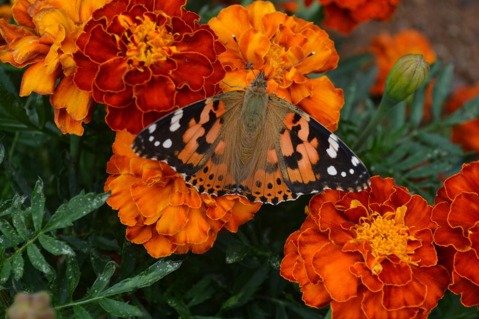 Butterfly Colors and orange flowers free image download