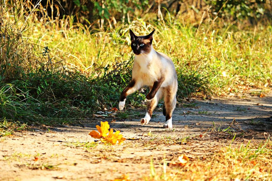 Siamese cat walking in autumn free image download