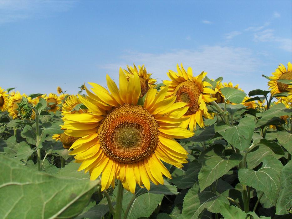 Sunflower Field Summer free image download