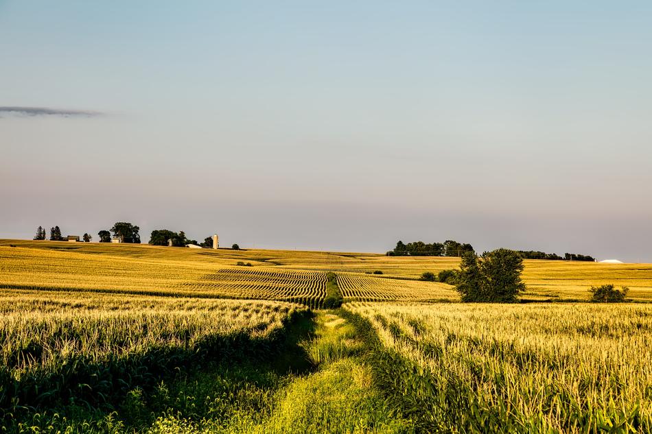 Iowa Corn Field free image download