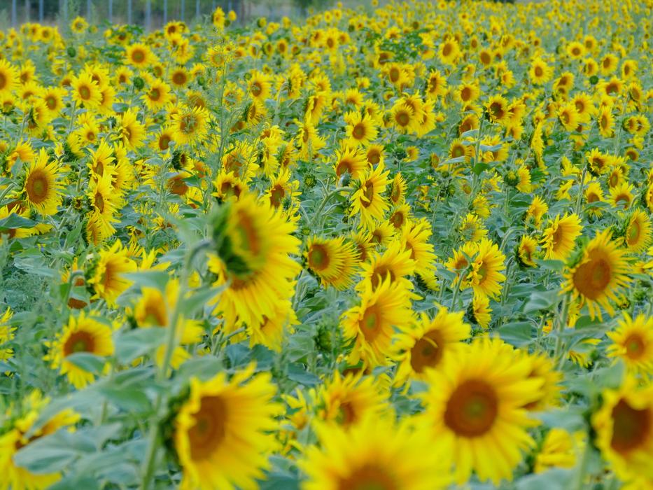Yellow Sunflower Field summer nature free image download
