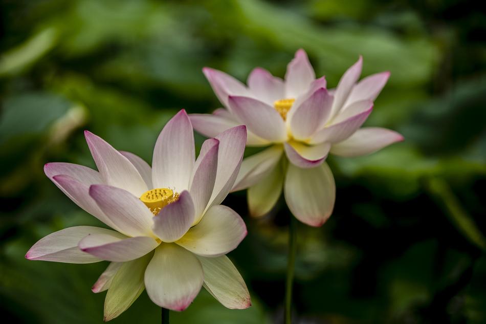 Pink Lotus Flowers water plants free image download