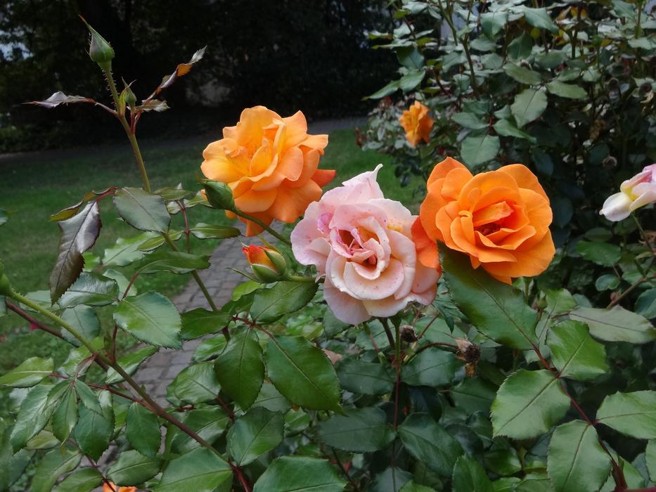 Orange rosebuds on the bushes free image download