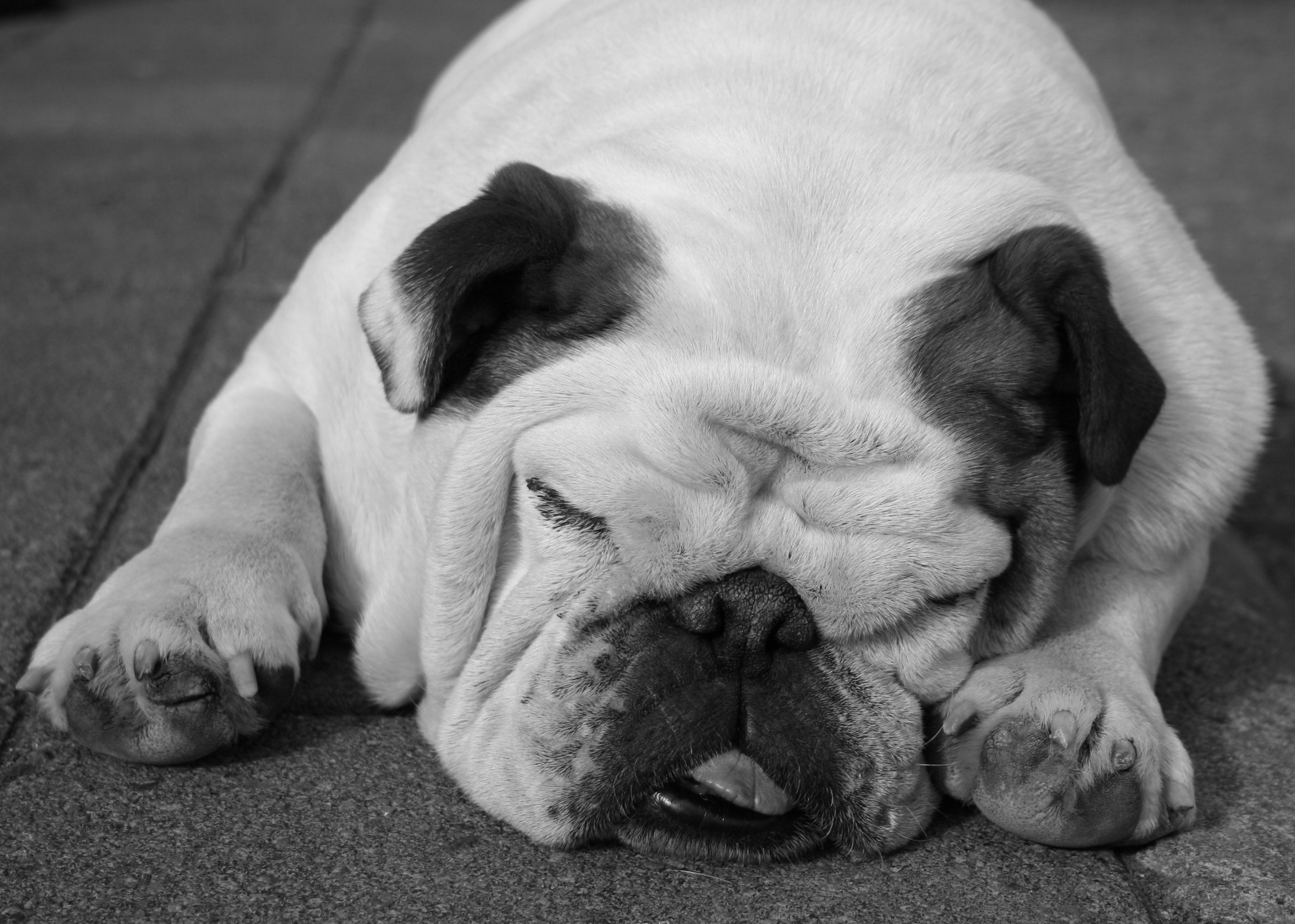 Black and white, english bulldog sleeping with tongue sticking out free