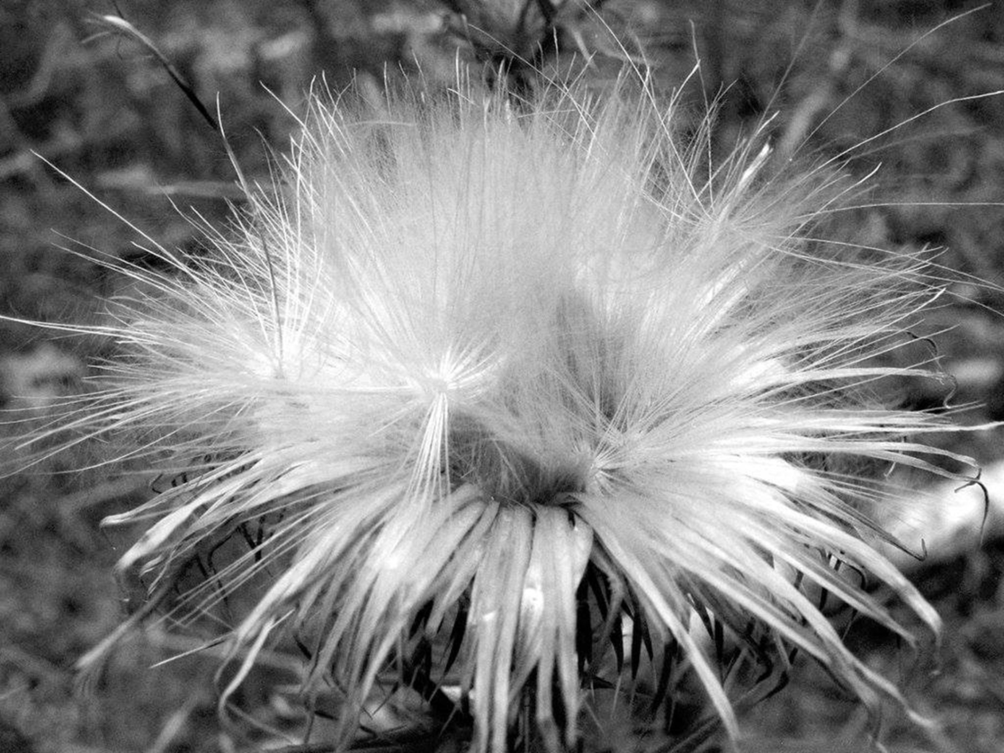 Black And White Nature Flower free image download