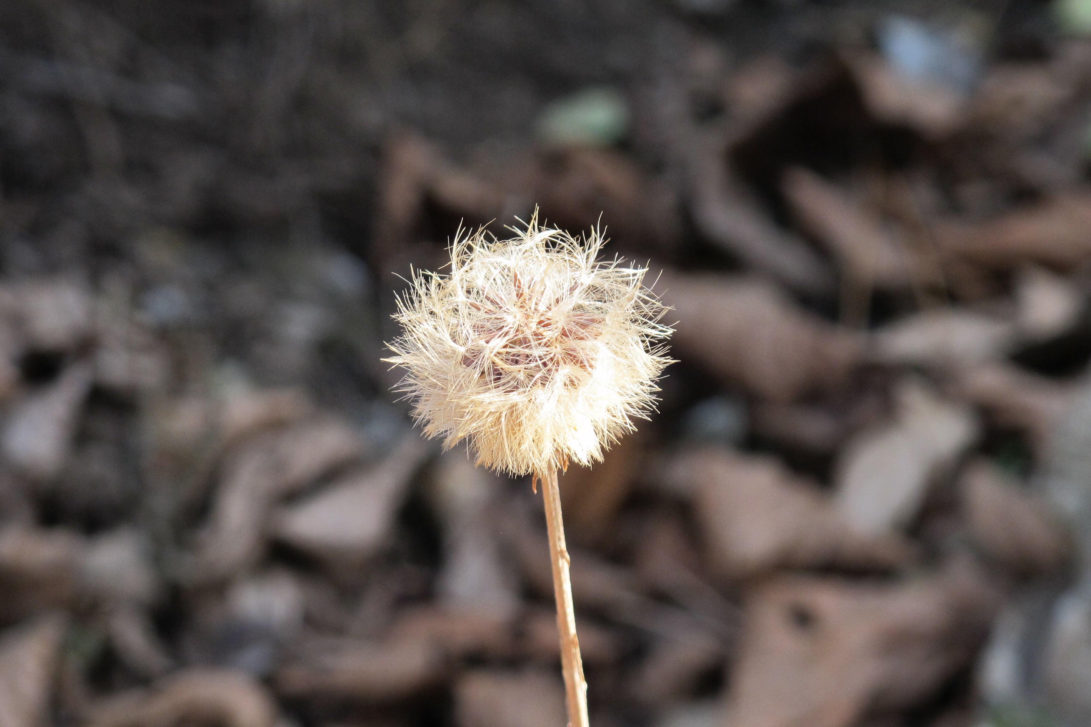 Dry autumn dandelion free image download