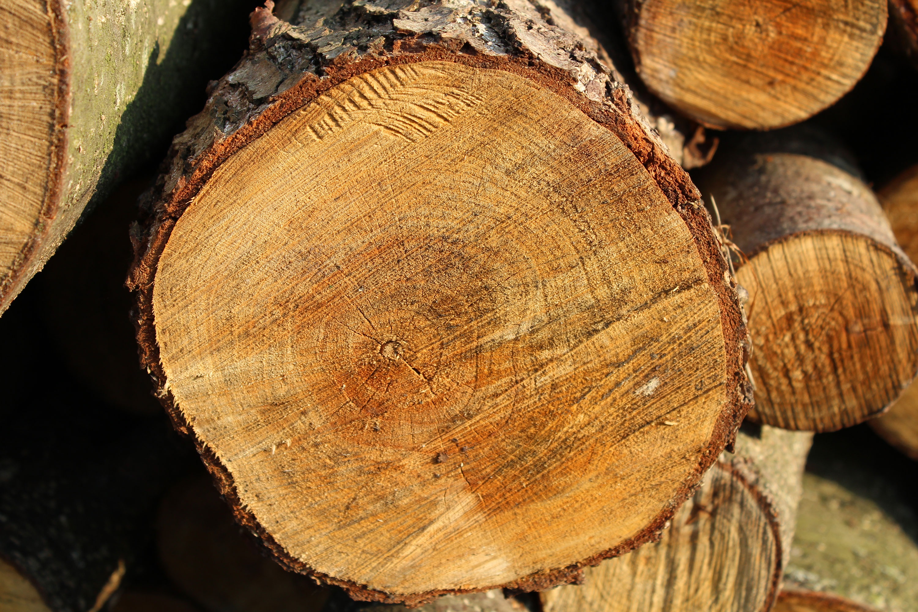 Wood Timber stumps free image download