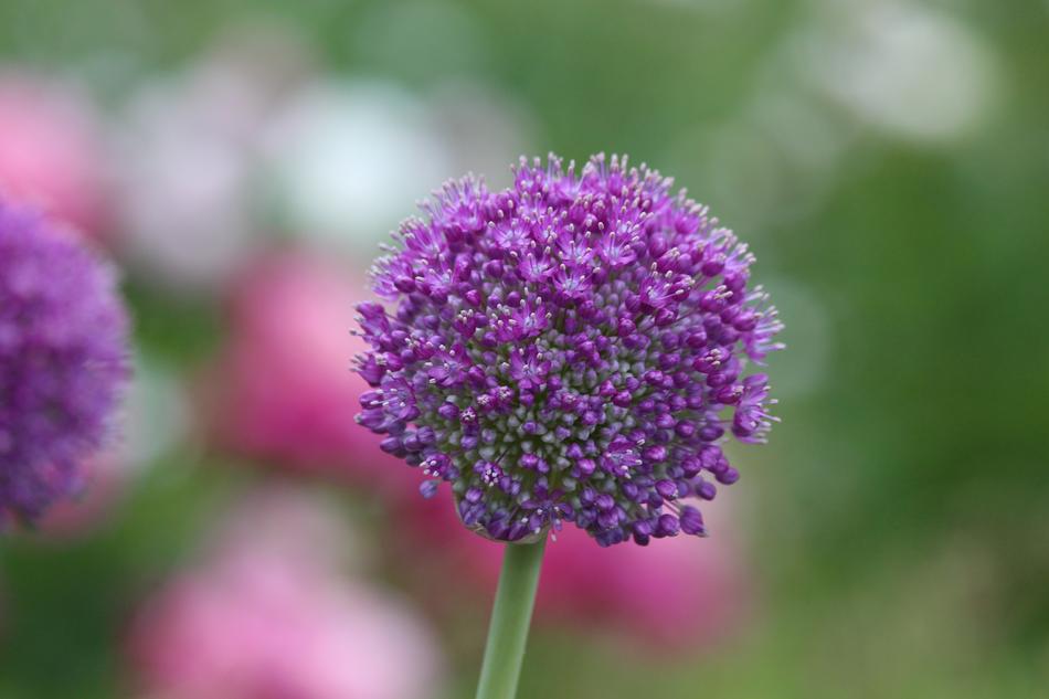 Purple Onion Plant free image download