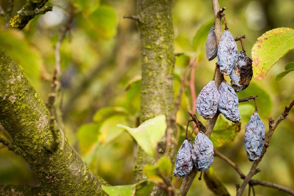 Nature Beauty Life free image download