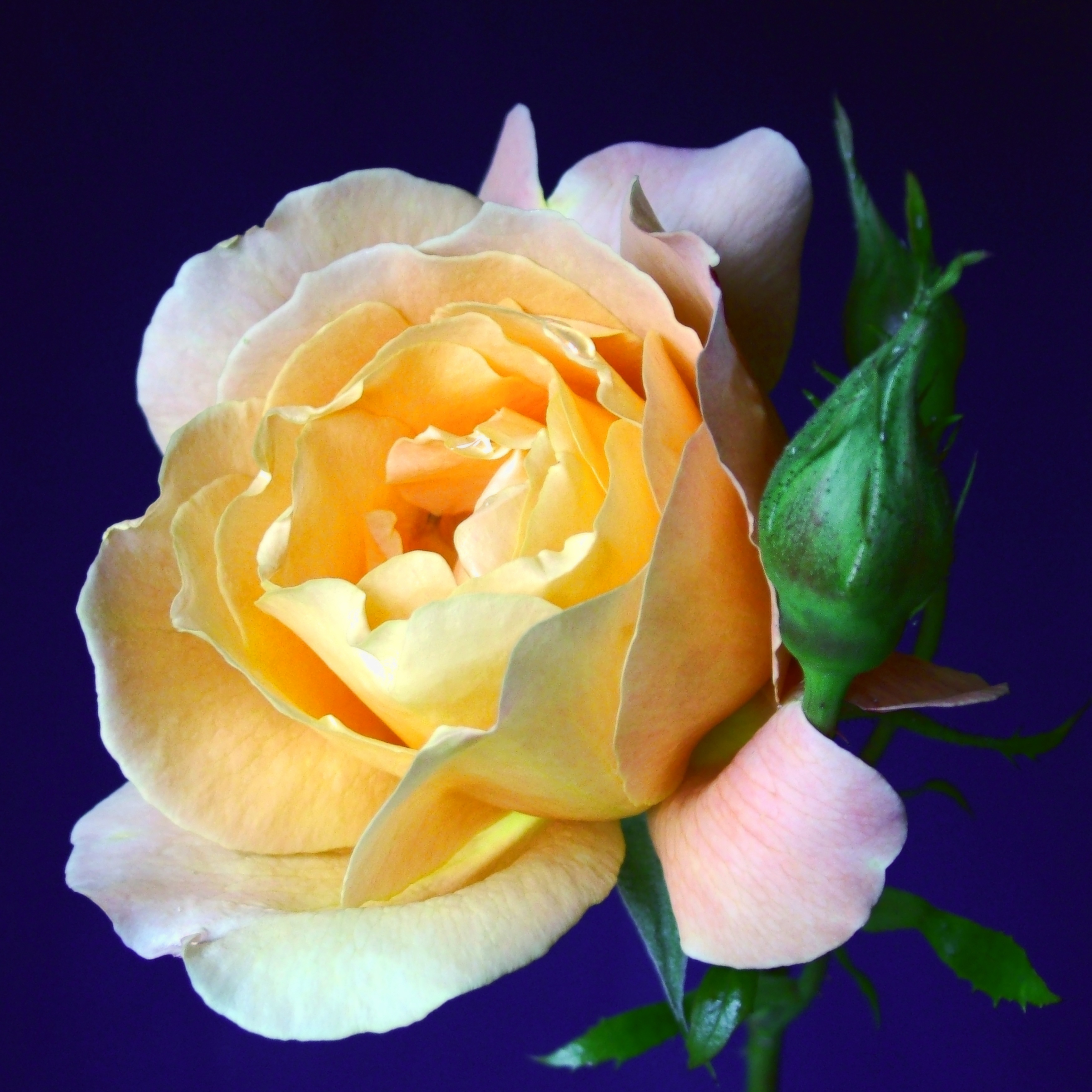 Flower Rose Peach free image download