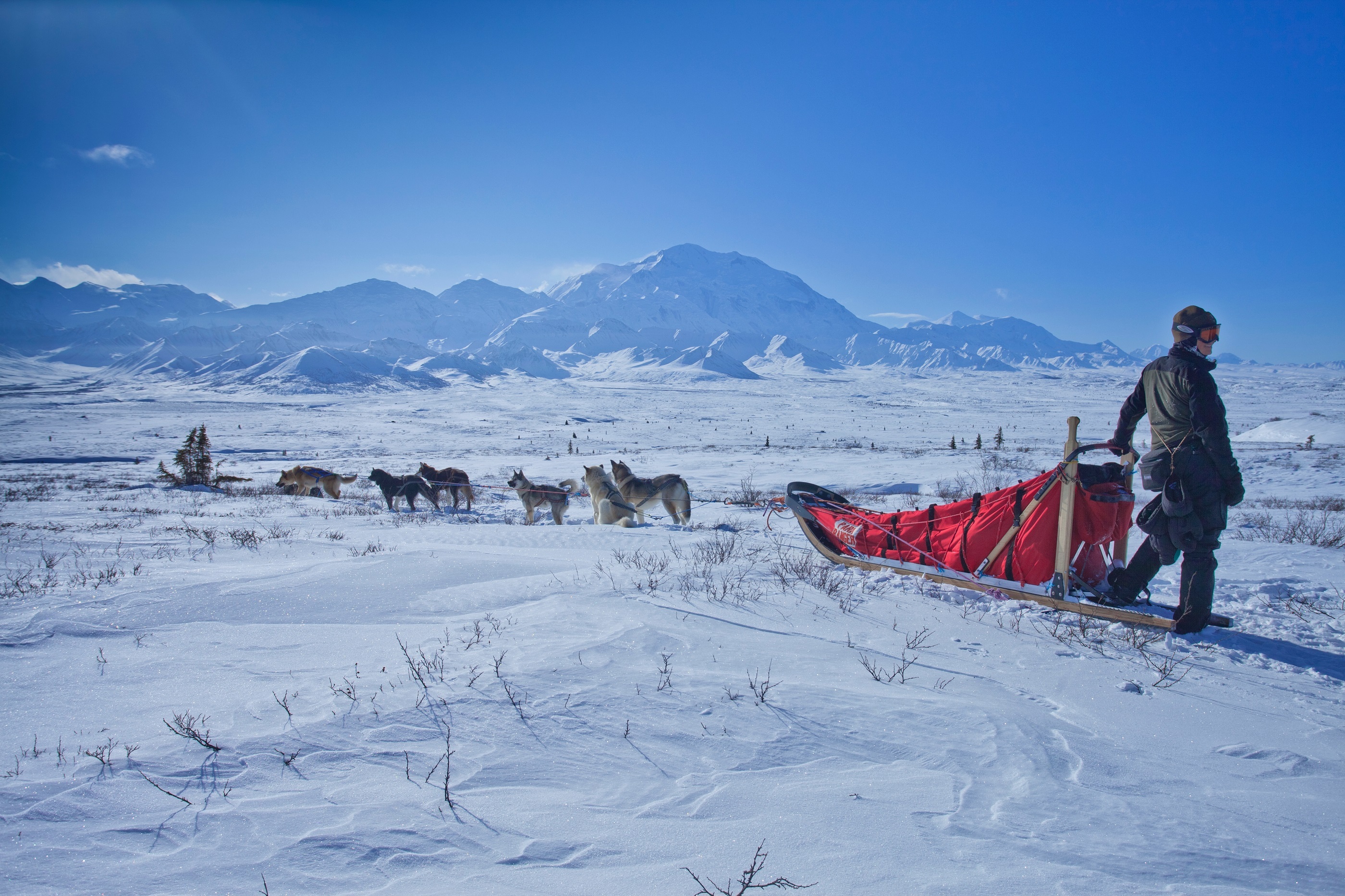 Dog Sled Snow Wilderness free image download