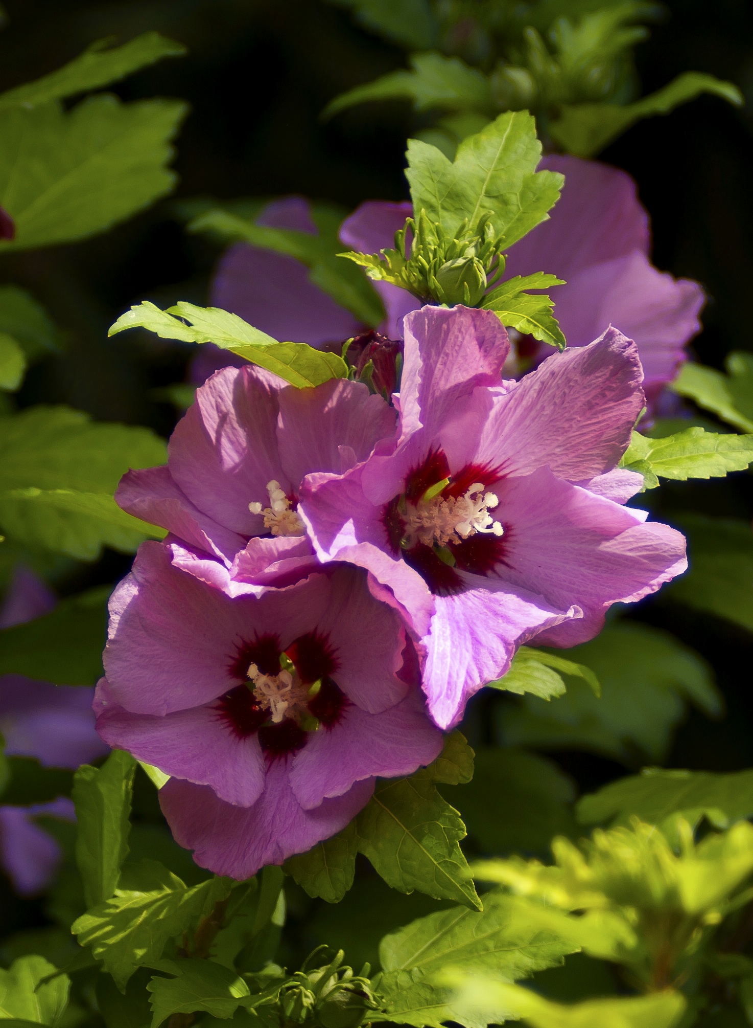 Flower Hibiscus Bloom free image download