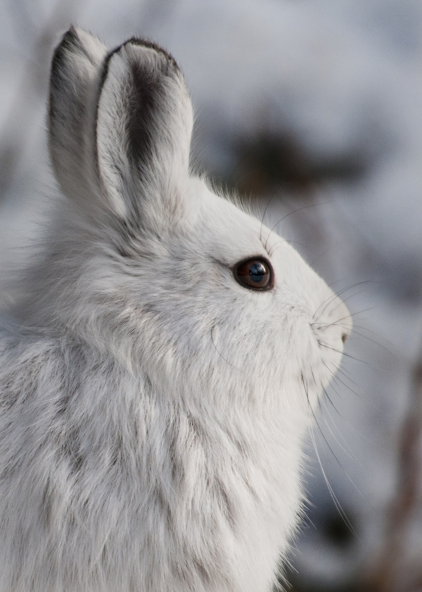 Snowshoe Hare head close up, usa, alaska, denali national park free image download