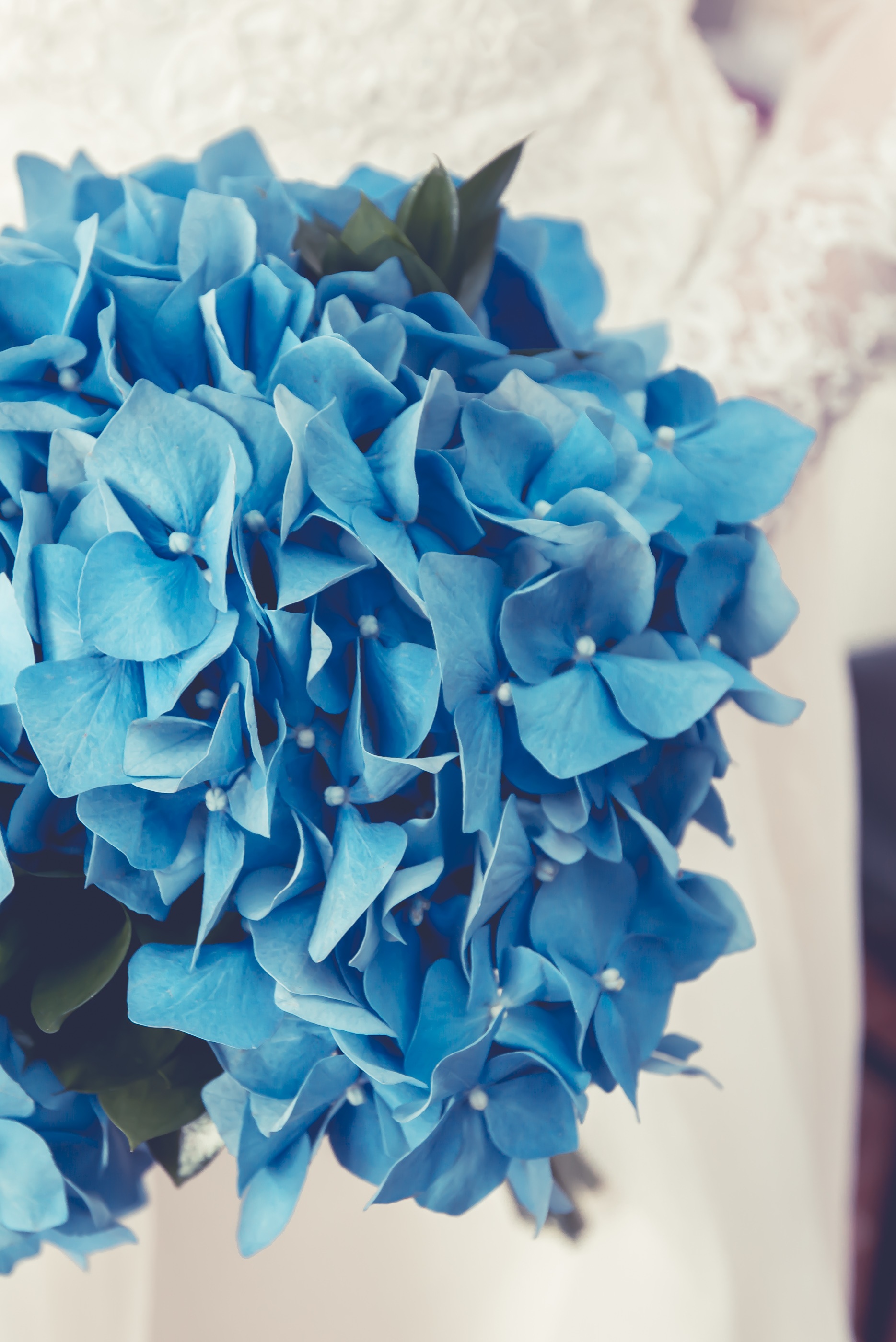 Blue flowers bouquet many free image download