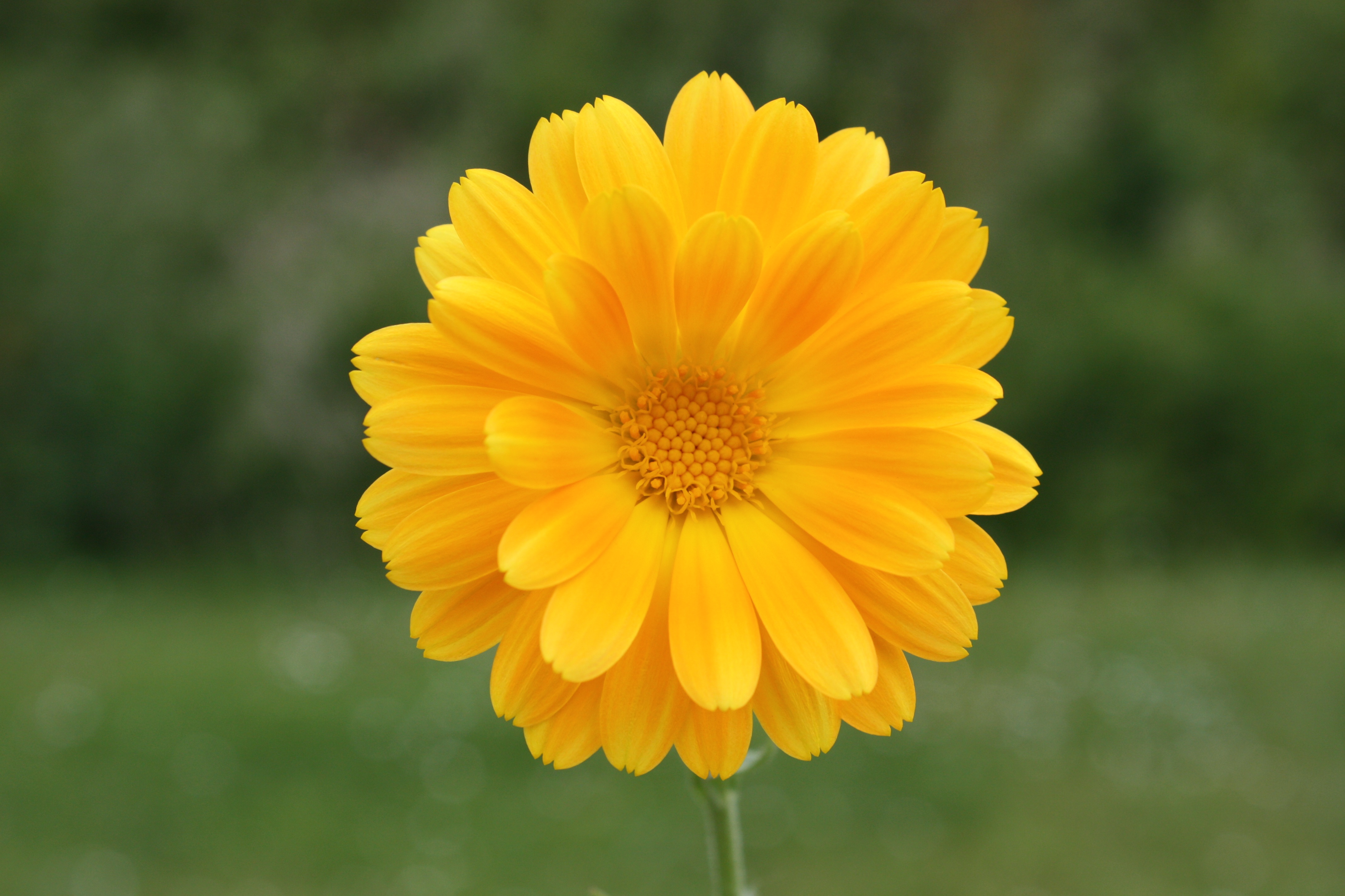 Flower Yellow Spring free image download