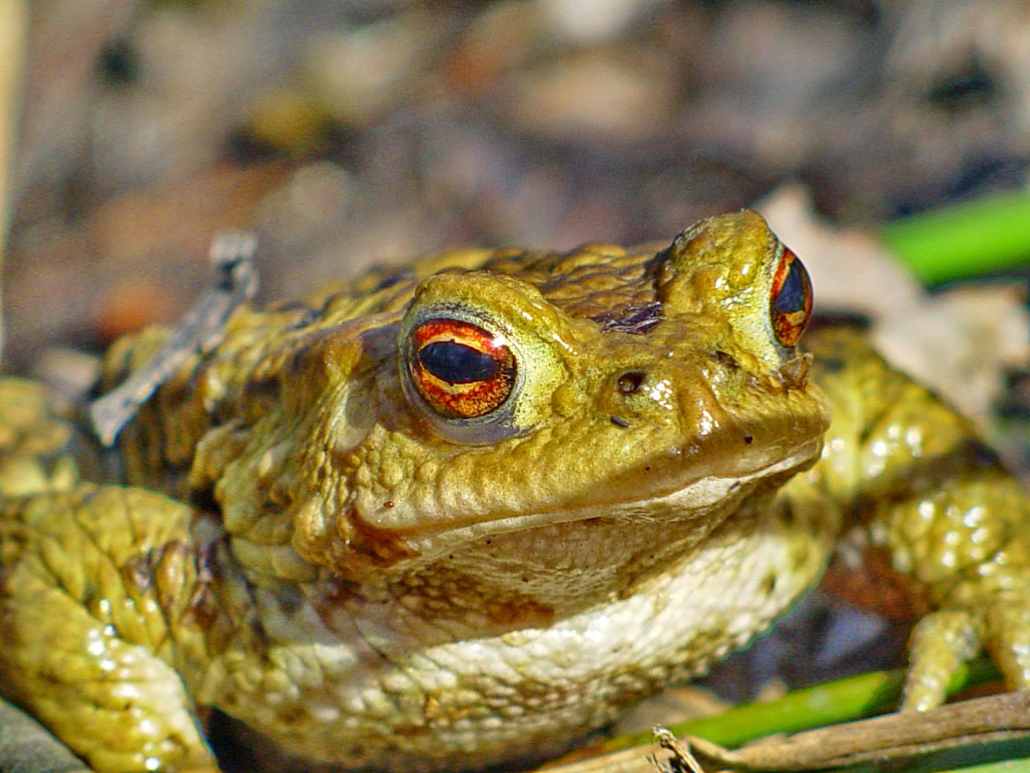 Frog Toad Amphibians free image download