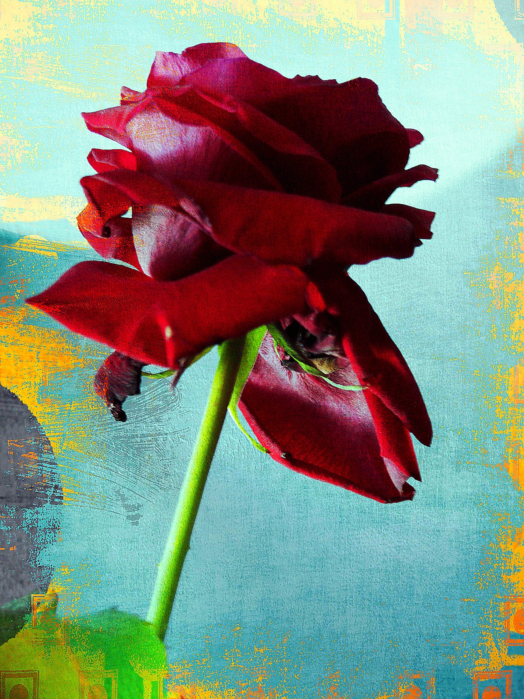 Rose red firm purple velvet free image download