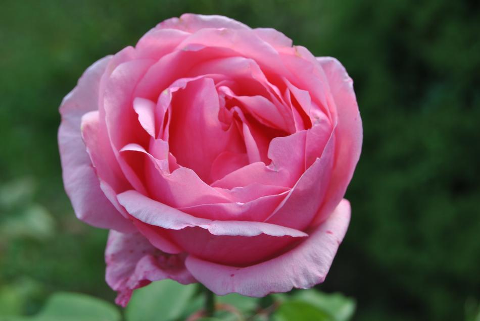 Flower Rose Plant free image download