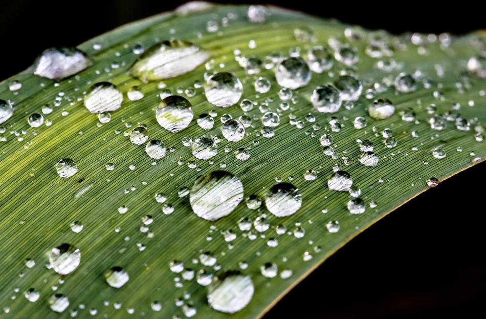 Raindrop Drip Rain free image download