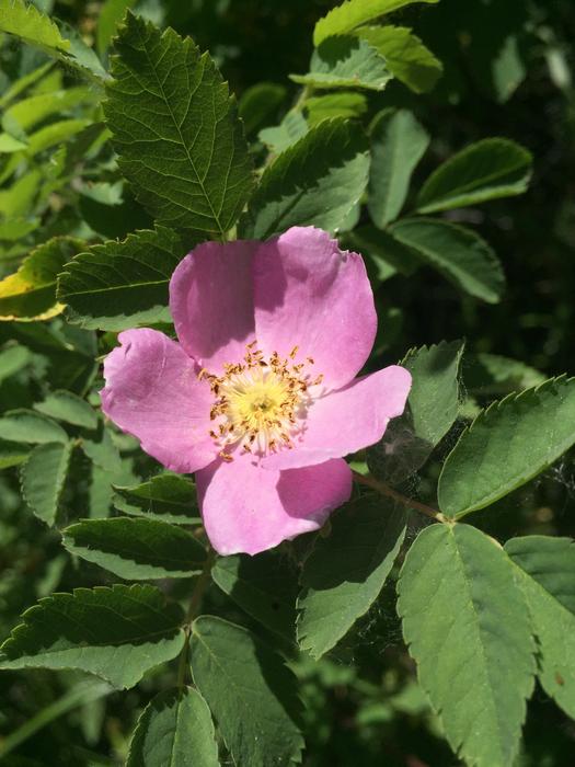 Wild Rose Flower Pink free image download