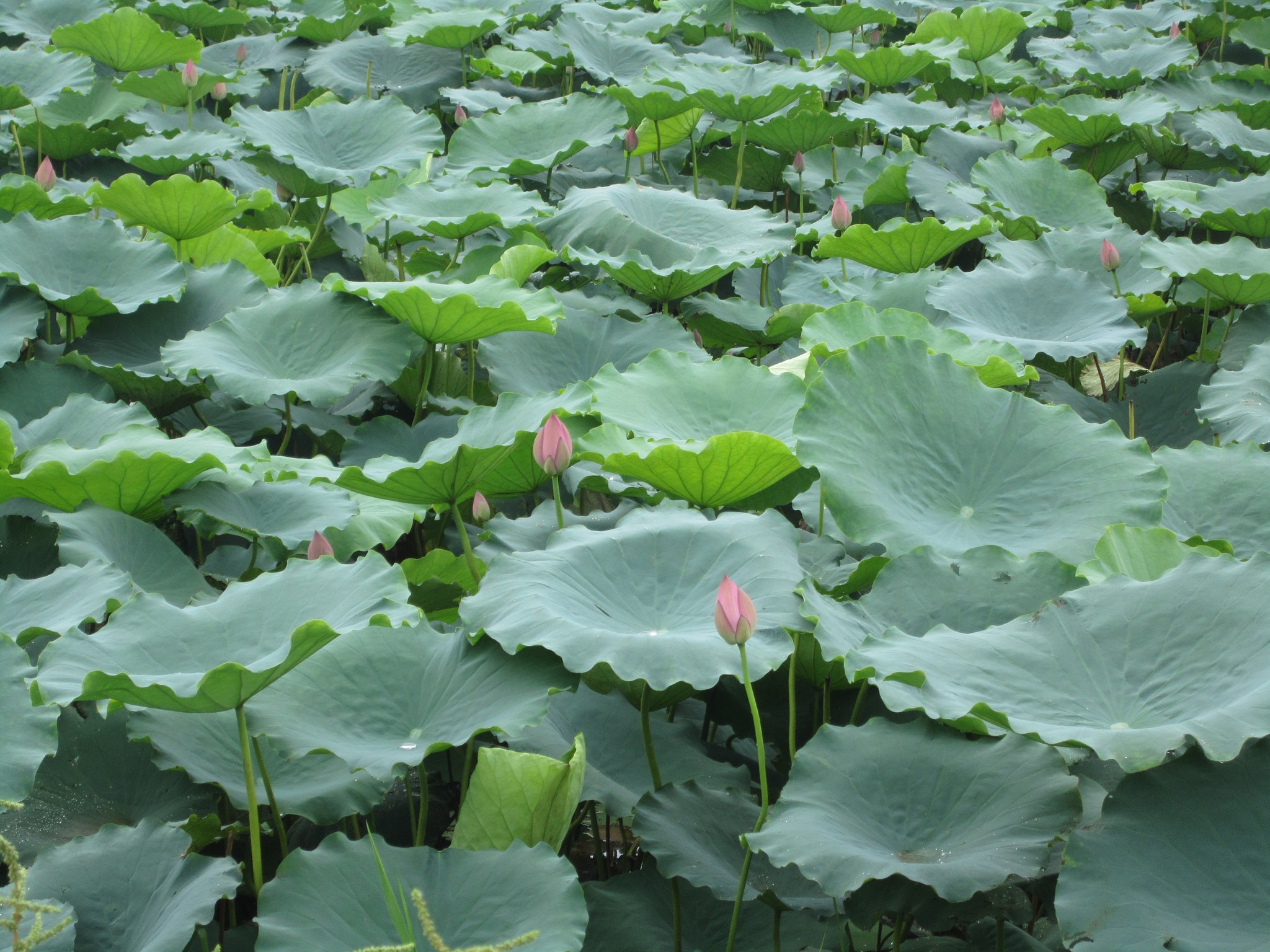 Lotus Flowers Pond free image download