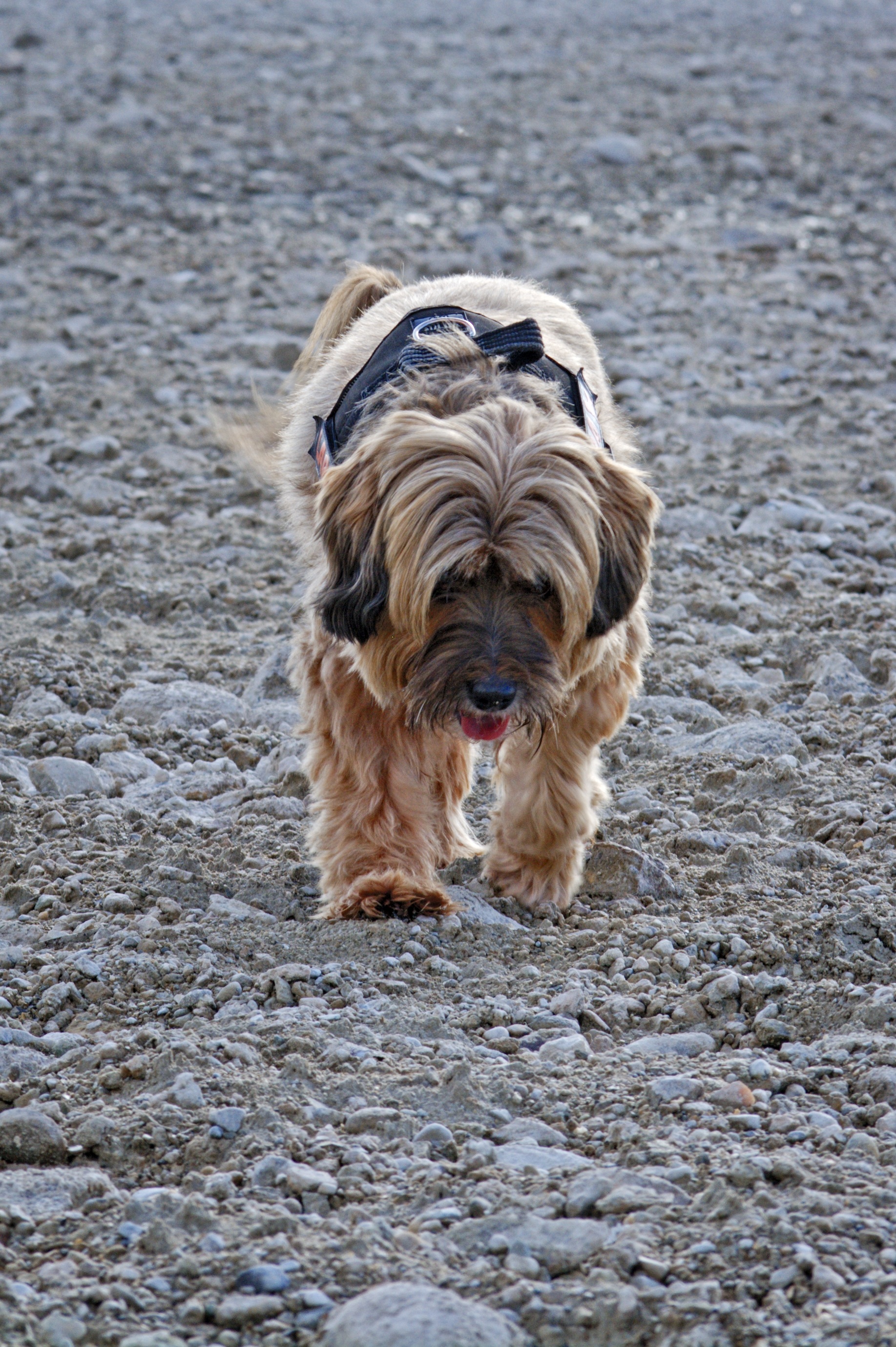 Tibetan Terrier, Small Dog walking straight free image download