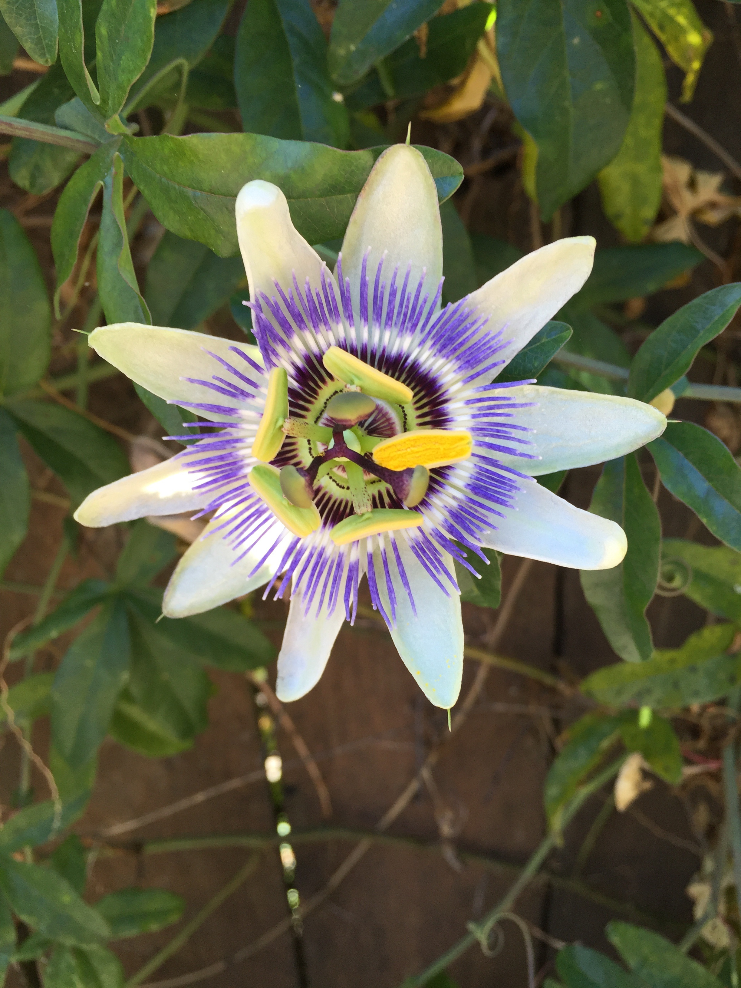 Passion Flower Vine free image download