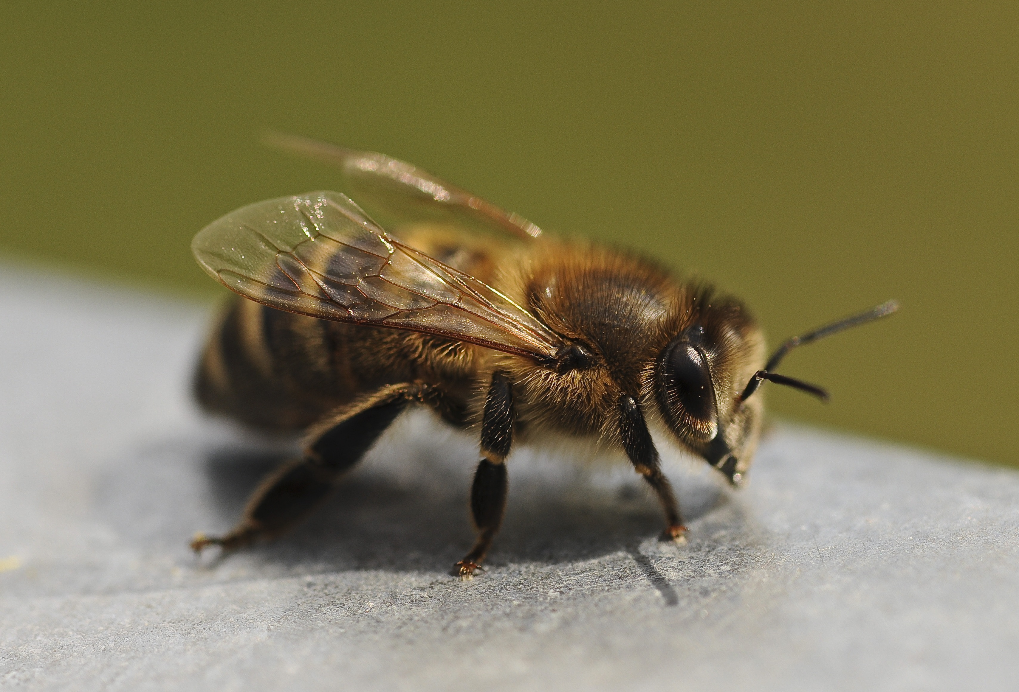 Closeup of a beautiful, black and yellow, striped bee free image download