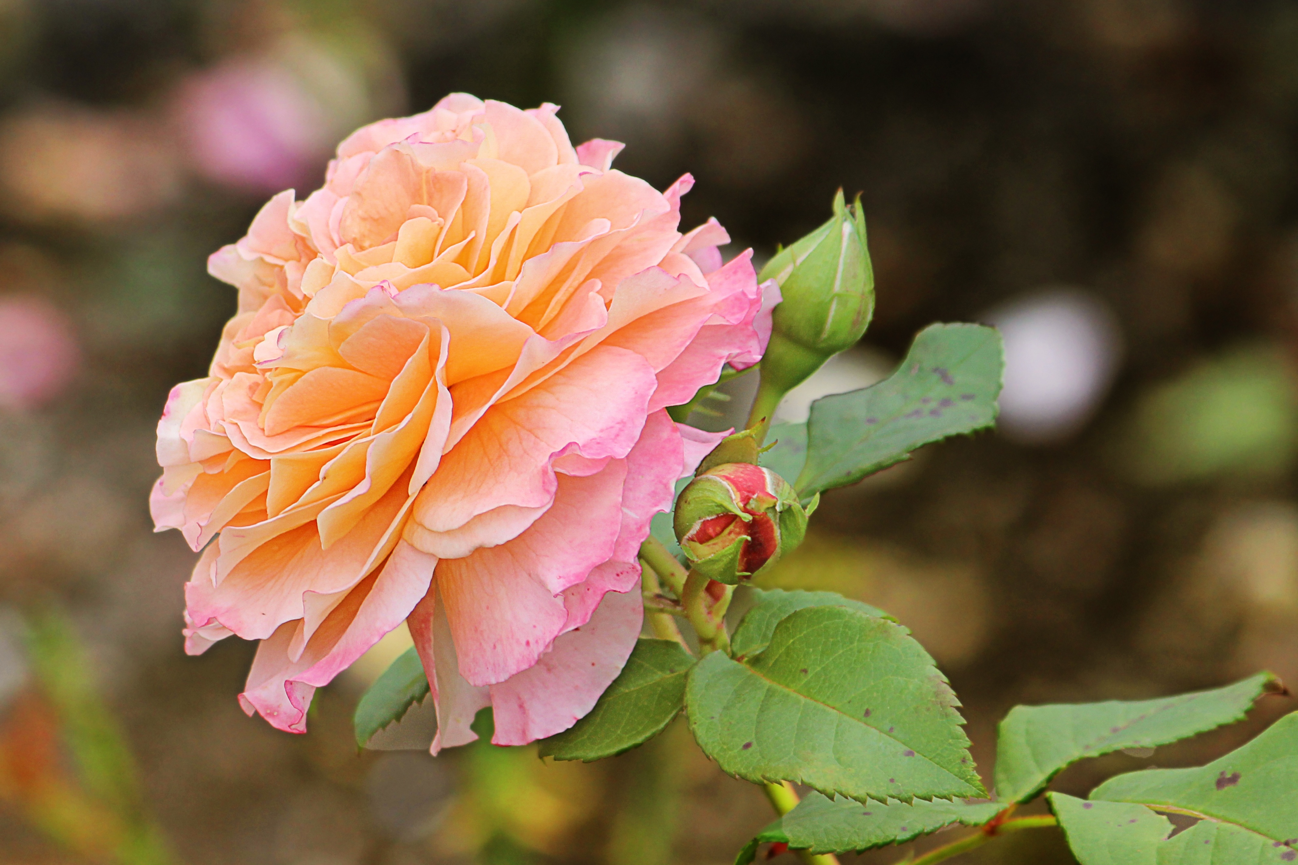 Rose Orange Red Blossom free image download