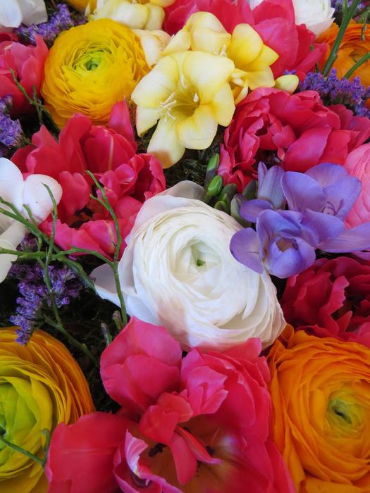 Spring Blossoms Anemones Colorful free image download