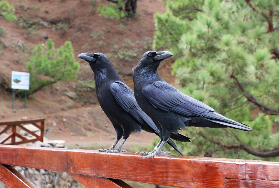 Black crows on the roof free image download